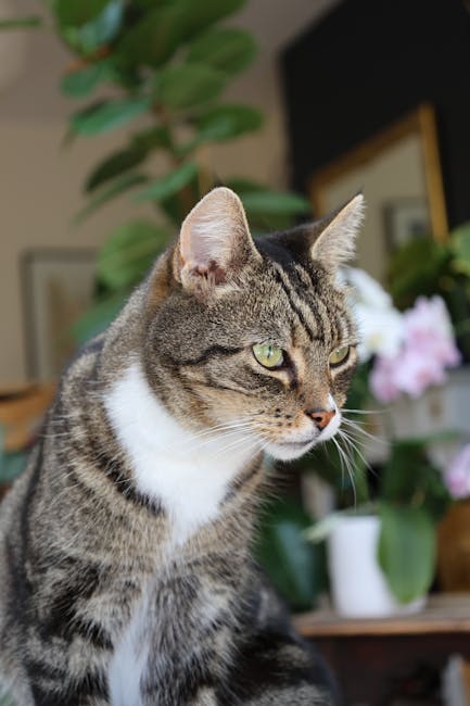 Close-up of a domestic tabby cat with distinctive black, brown, and white fur, sitting indoors with focused green eyes and alert ears. The background shows a blurred living space with a potted plant, a white vase, and pink flowers, indicating a comfortable home environment. The image highlights the cat's calm posture and detailed fur pattern, reflecting a typical household setting associated with home relocation and packing processes handled by Man with Van Bexleyheath, a company specializing in removals and furniture transport services. The natural lighting illuminates the cat’s features and the domestic setting, emphasizing the connection between indoor moving activities and pet care during house moves.